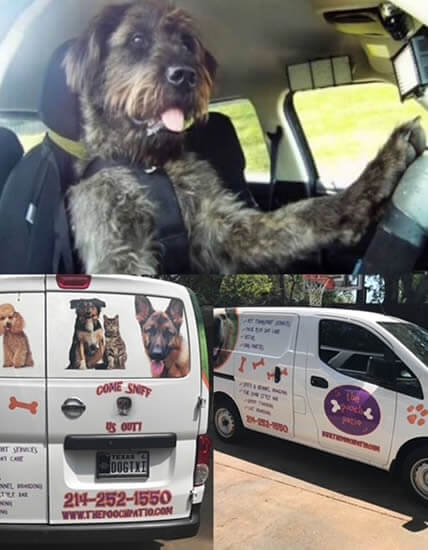 Pet Taxi Services